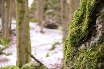Obraz premium forest foot trail along rocks in a forest