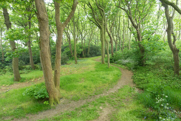Pathway in a green forest with grass and trees
