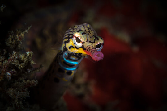 Close up detail of reef pipefish