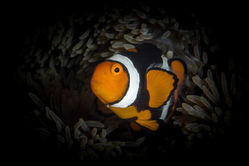 Clownfish swimming in front of its home anemone (Amphiprion ocellaris)