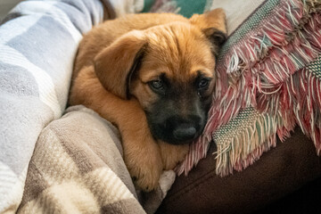 Puppy sitting on the sofa on a blanket