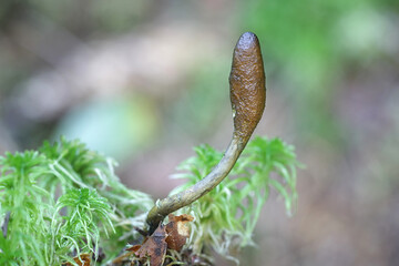 Tolypocladium ophioglossoides, known as the snake's tongue, golden thread cordyceps or snaketongue truffleclub, wild medicinal mushroom from Finland