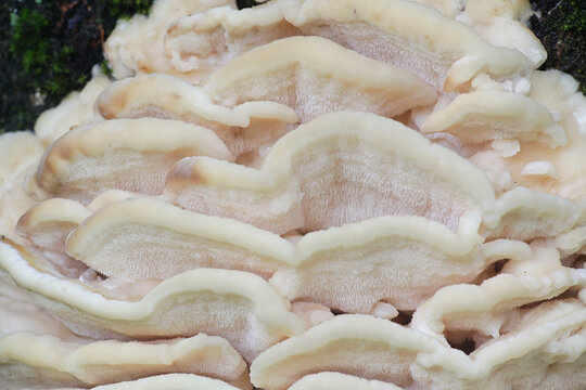 Northern Tooth fungus,  Climacodon septentrionalis, a massive mushroom growing on a lime tree in Finland