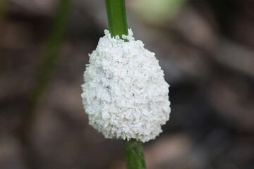 Mucilago crustacea, known as dog vomit slime mould or dog sick slime mold