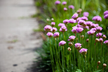 Purple flowers in the garden. Onion, or chives, is a perennial herbaceous plant Latin name: Allium schoenoprasum.