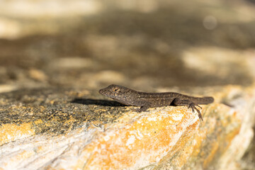 Florida Lizard Sunbathing on a rock shot from a top side angle