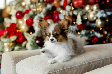 Small beautiful dog of breed Papillon 