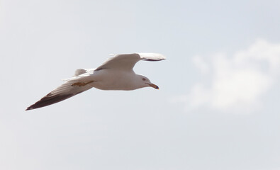 Fototapeta na wymiar Seagull in Flight