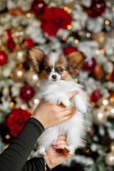 Small beautiful dog of breed Papillon 