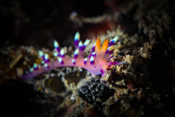 Fototapeta na wymiar Colorful nudibranch on coral reef in Milne bay