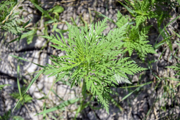 American common ragweed. Young bush have not yet bloomed ambrosia. Dangerous plant, Ambrosia shrubs that causes allergic reactions, allergic rhinitis. Close-up. Selective focus. View from above.