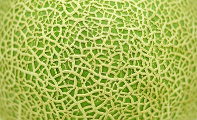 Unique pattern on the green peel of cantaloupe melon or muskmelon fruit, closed up for...