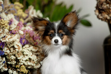 Little papillon puppy in the new year