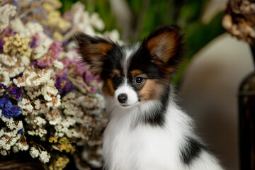 Little papillon puppy in the new year