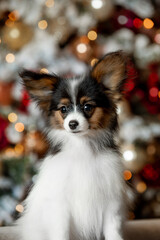 Little Papillon puppy for the new year