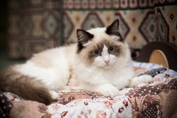 Young beautiful purebred Ragdoll cat at home