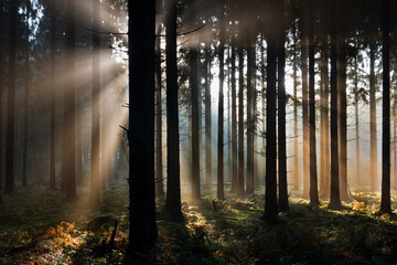 Fairytale forest: sunrays in dark pine forest