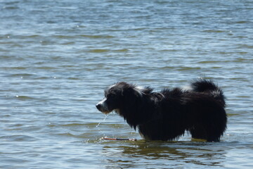 wet dog in the sea