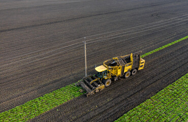 Harvesting sugar beet aerial view