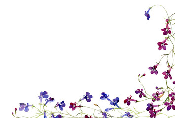 Watercolor blue and red lobelia flowers on white background