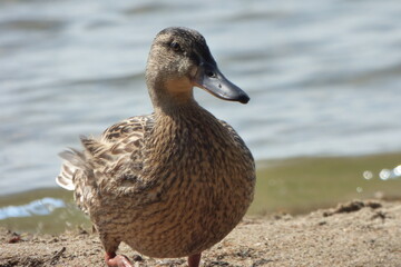 duck in the lake