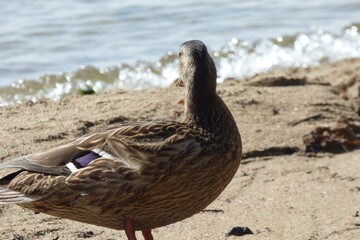 duck in the water