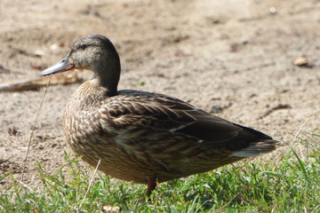 duck in the grass
