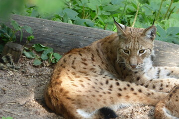 lynx in the grass