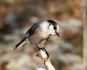 Gray Jay photo stock.  Close-up profile view perched on a tree branch in its environment and habitat, displaying grey feather plumage wings and tail with a blur background. Image. Picture. Portrait.