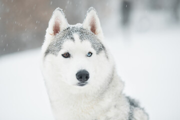 Snowy siberian husky in winter. close up portrait. Dog.