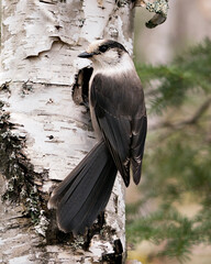 Gray Jay bird photo stock.  Close-up profile view on a birch tree trunk with a blur background in its environment and habitat, displaying grey feather plumage wings and tail. Image. Picture. Portrait.