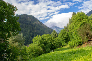 Obraz premium landscape in the summer