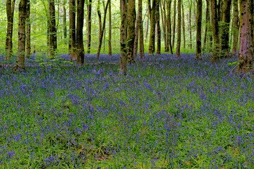 Bluebells and hide out in West Woods - England