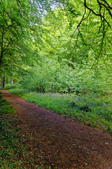 Pathway in West Woods - Marlborough
