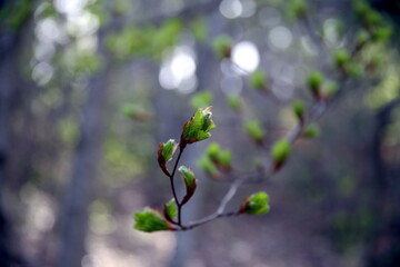 Selective focus on twig with new leaves of beech and bokeh effect on a neutral background