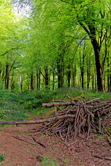 Pathway in West Woods - Marlborough