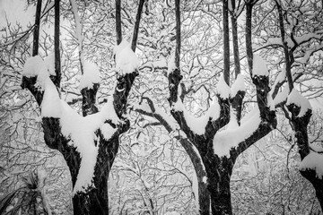 snowy trees with branches loads of snow in winter during a snowfall