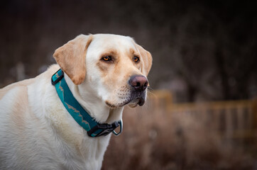 portrait of a yellow Labrador retriever