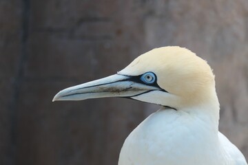 Kaptölpel (Morus oder Sula capensis), Südafrika