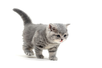 Fluffy purebred gray kitten on a white background