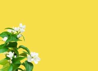 White flowers of jasmine on yellow background. Creative copy space for positive mood.