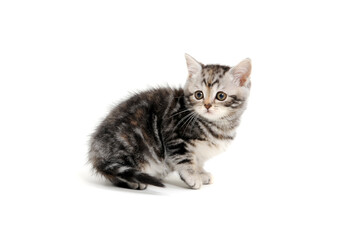 Fluffy purebred gray kitten on a white background