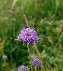Devil's-bit scabious (Succisa pratensis moench). Flower head and buds.