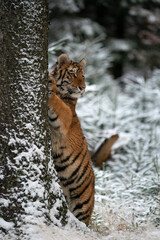 young siberian/bengal tiger, captive