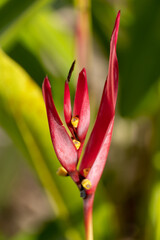 Isolated photo of a red birds of paradise flower