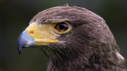eagle portrait with dark background