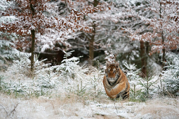 young siberian/bengal tiger, captive