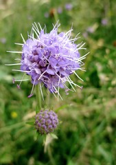Succise des prés (Succisa pratensis Moench). Capitule et boutons floraux. 