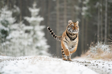 young siberian/bengal tiger, captive