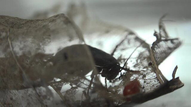 beetle that gives birth to a capsule in the captivity of a laboratory with light effects